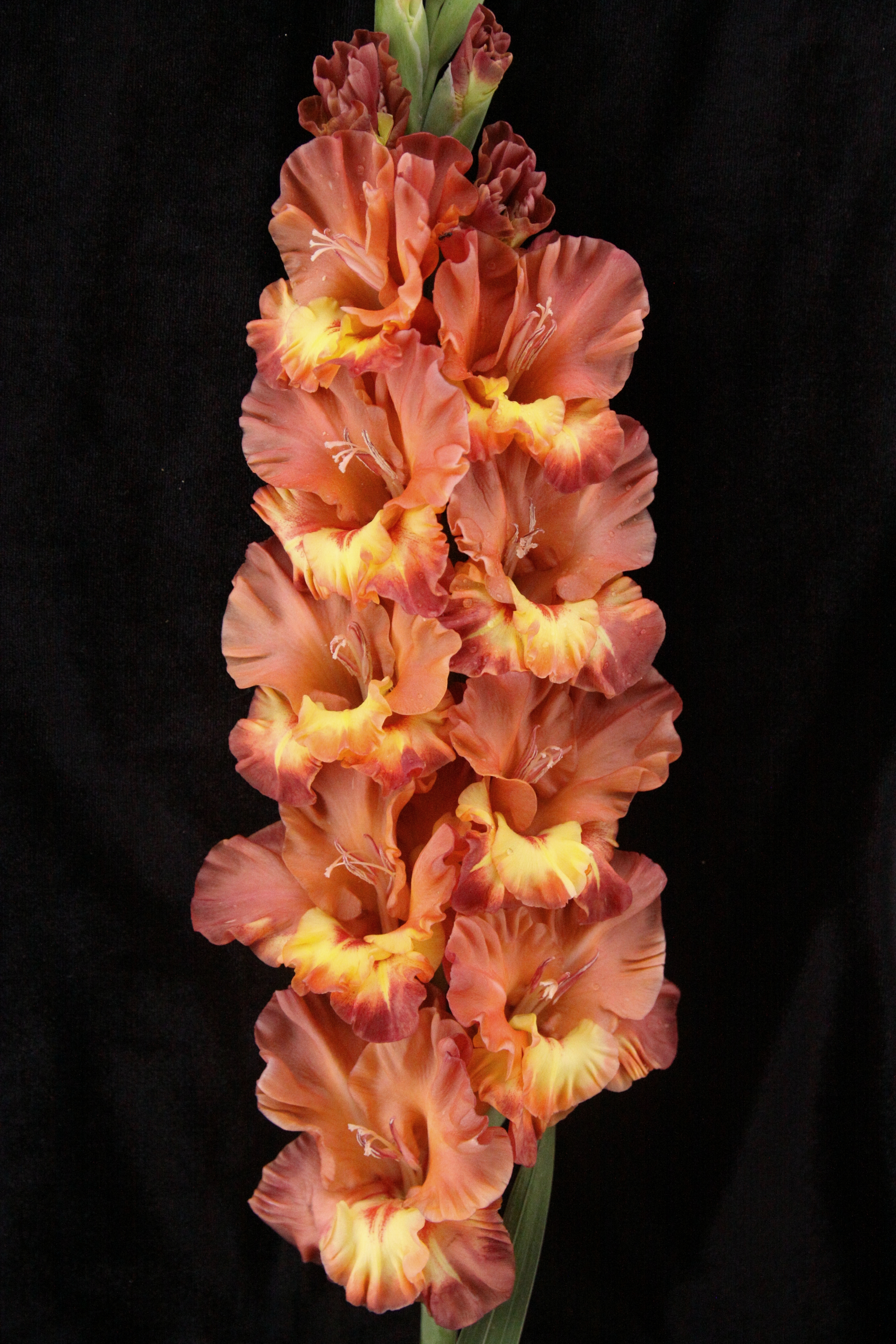 Гладиолус крупноцветковый Хучи Кучи Мэн